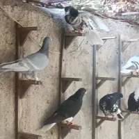 دسته کبوتر رنگی درجه 1 دسته اولی|پرنده|شیراز, حومه شیراز|دیوار