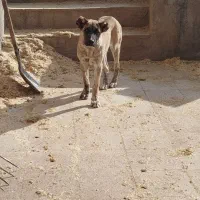 سگ ماده اینده دار