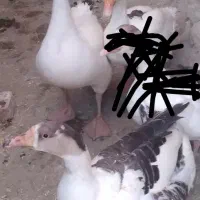 یک عدد قوغاز ودو عدد غاز