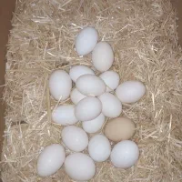 تخم مرغ محلی عشایری گلین لری نطفه دار موجود است