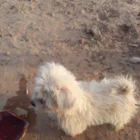 واگذاری سگ|سگ|کرمان, |دیوار