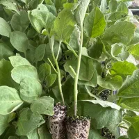 بادمجان قلمی