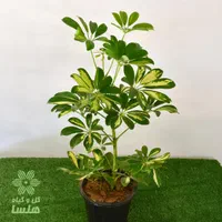 شفلرا ابلق|گل و گیاه طبیعی|تبریز, |دیوار