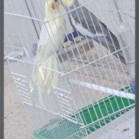 عروس هلندی