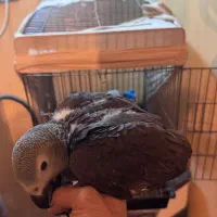 جوجه کاسکو|پرنده|تهران, دانشگاه شریف|دیوار