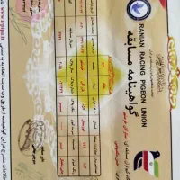 کبوتر مسافتی بازرگان نشسته