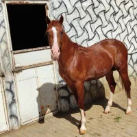 نریان سه ساله