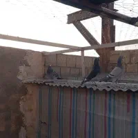 کبوتر پلاکی اصل مسافتی|پرنده|خرمدره, |دیوار