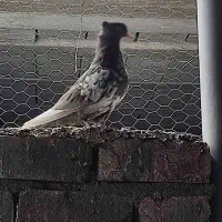 تعدادی کبوتر|پرنده|شیراز, شهرک مهرگان|دیوار
