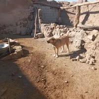 ماده سرابی