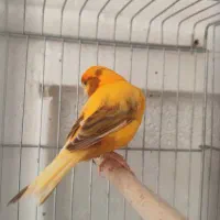 قناری حلقه به پا|پرنده|خورموج, |دیوار