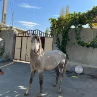 اسب کرد|اسب و تجهیزات اسب‌سواری|نوشین شهر, |دیوار