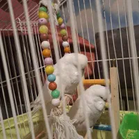 ۷ عدد مرغ عشق انگلیسی|پرنده|تهران, سید خندان (جلفا)|دیوار