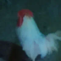خروس سفید