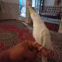 عروس هلندی تازه ب حرف امده|پرنده|بردسیر, |دیوار