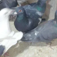 کبوتر دورگ پلاکی|پرنده|شیراز, کاراندیش|دیوار