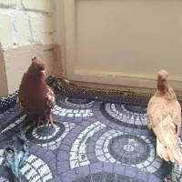 جونه