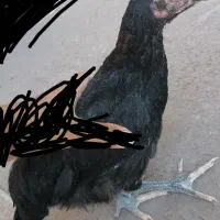 جوجه لاری دورگ