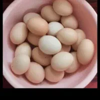 تخم مرغ طبیعی