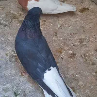 فروش تعدادی کبوتر|پرنده|باشت, |دیوار