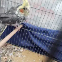 عروس هلندی نر در حال پر ریزی|پرنده|تربت‌حیدریه, ترمینال|دیوار