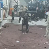 توله مالینیوز ماده اصلی