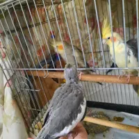 عروس هلندی سرلاکی