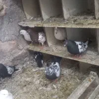 کبوتر|پرنده|اسکو, |دیوار