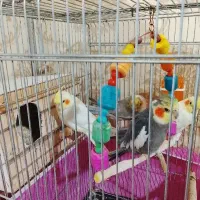 عروس هلندی|پرنده|فردیس, شهرک ۱۱۰|دیوار