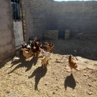 مرغ و خروس ۱۰ ماهه