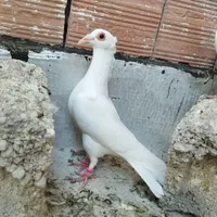 کبوتر سره ای با سفید کلاهی|پرنده|کرمان, |دیوار