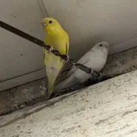 مرغ عشق هلندی