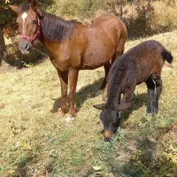 اسب مادیان|اسب و تجهیزات اسبسواری|میانه, |دیوار