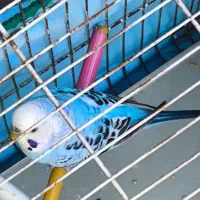 مرغ عشق نر خوش رنگ بالغ و مست مست شرطی|پرنده|کارون, |دیوار