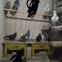 پرنده