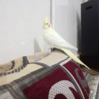 عروس هلندی نر جوان و سالم|پرنده|تربت جام, میان جام|دیوار