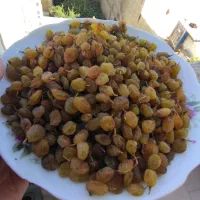 کشمش