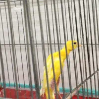 پرنده|پرنده|شیراز, شهرک رضوان|دیوار