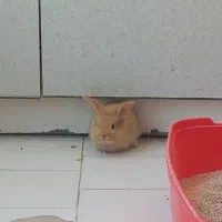خرگوش