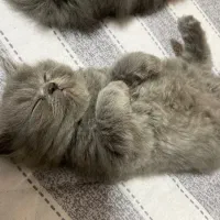 گربه|گربه|سنندج, |دیوار