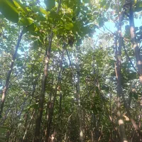 نهال های تنومند شیش ساله بزرگ و شاداب انواع گردو|خدمات باغبانی و درختکاری|یاسوج, |دیوار