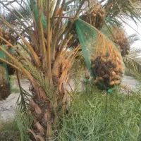 پاجوش مجول مراکشی. برحی بصراوی. پیارم .