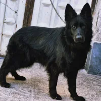 ژرمن بلک ماده شجره فوق‌العاده