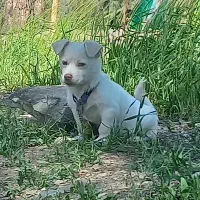 توله‌سگ سه‌ماهه تربیت‌شده معاوضه با قناری رسمی