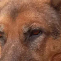 ژرمن‌شپربراخانواده‌وگذاری‌فوری‌رایگان