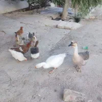 قوغاز|حیوانات مزرعه|آبدانان, |دیوار