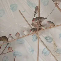 فنچ کینگ و زبرا