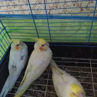 جوجه عروس لوتینو و آلبینو در رودان|پرنده|میناب, |دیوار
