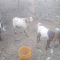 نر بز بذری عالی تیزرون به شرط|حیوانات مزرعه|سبزوار, پاسداران|دیوار