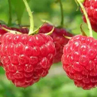 نمایندگی رویال نهال میاندواب در غرب استان اصفهان|گل و گیاه طبیعی|خوانسار, |دیوار